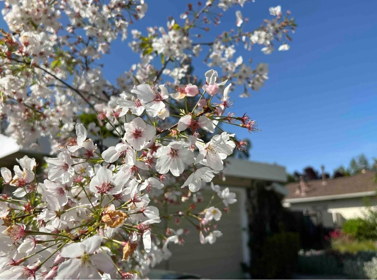 Palo Alto Quiet 1 Bedroom Stanford University Ngoại thất bức ảnh
